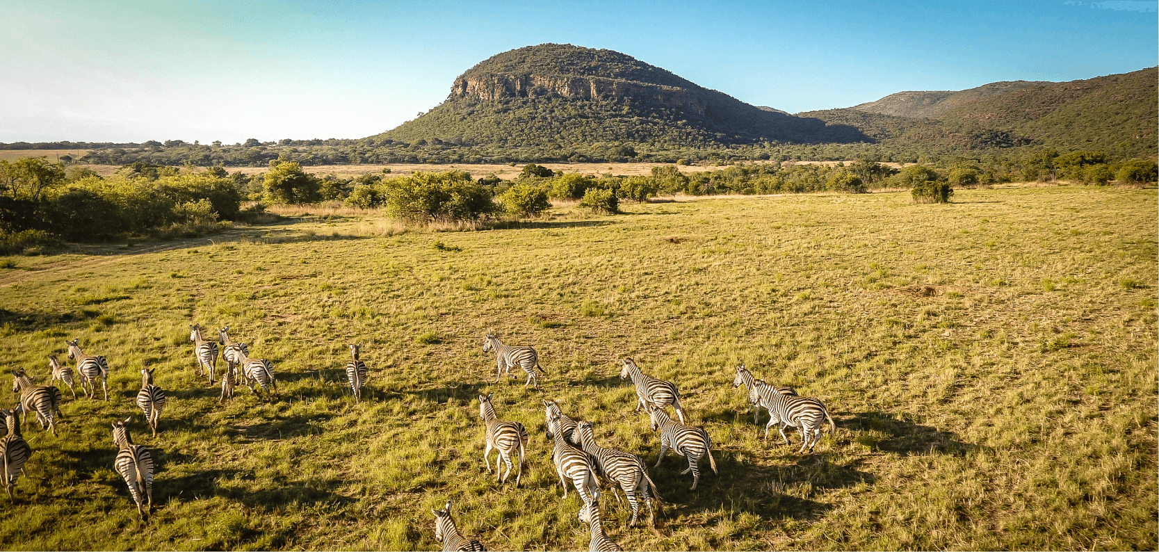 <p>Experience luxury that’s <em>wildly</em> unforgettable</p>
