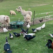 pskadug4k9wuumhbthus