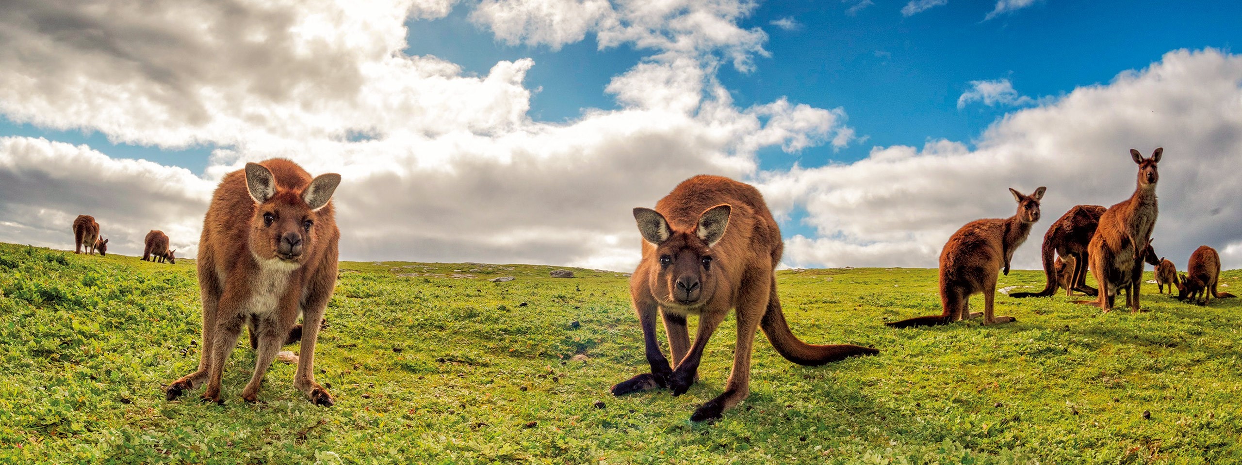 Kangaroo Island
