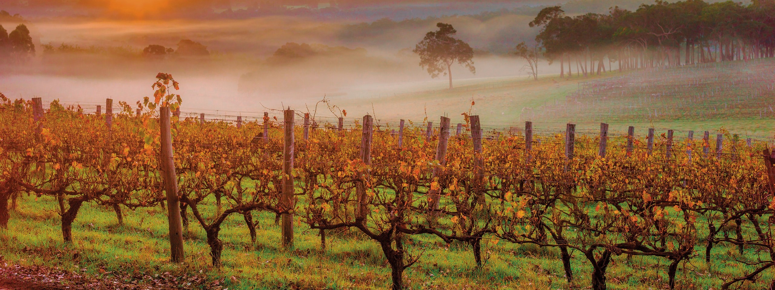 Margaret River Vineyards