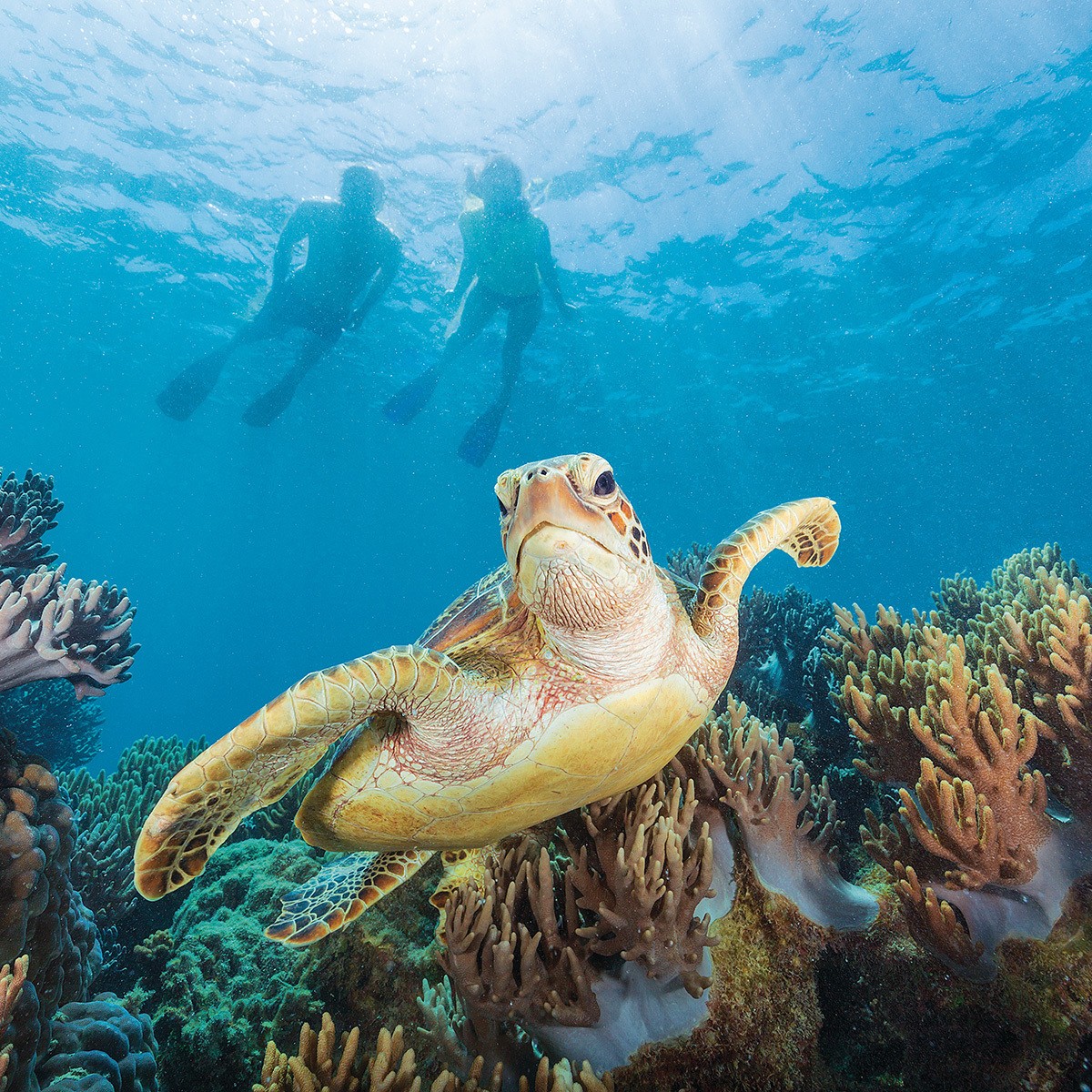 Turtle In Great Barrier Reef