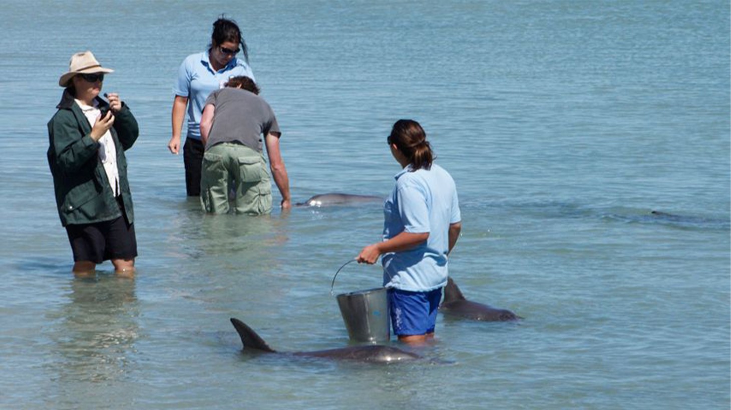 Monkey Mia Dolphin Spectacular Full Day Tour with Pink Lake From Geraldton