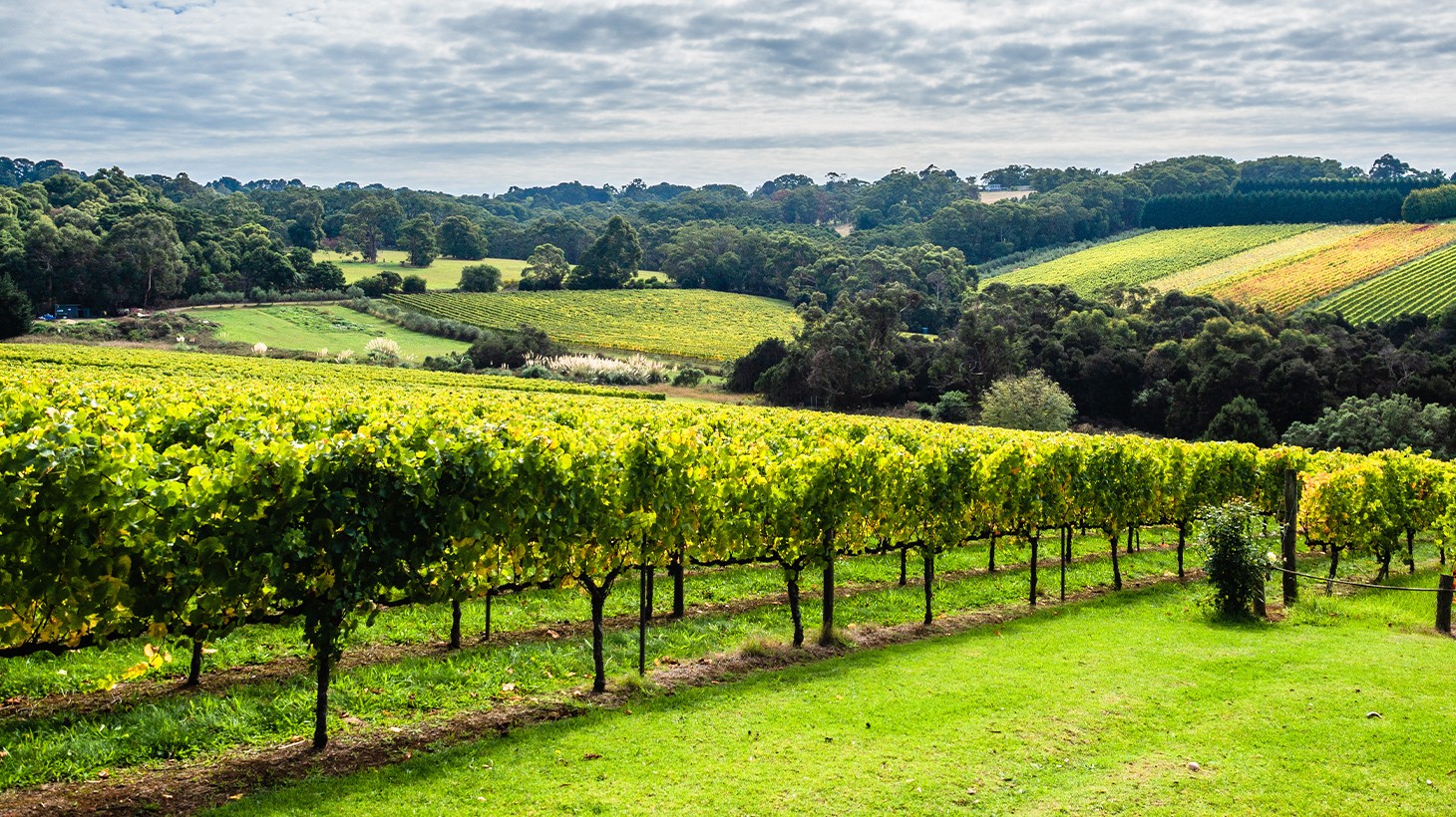 Mornington Peninsula. Luxury Lunch, Wine and Sightseeing Tour. Small Group Max 6 guests