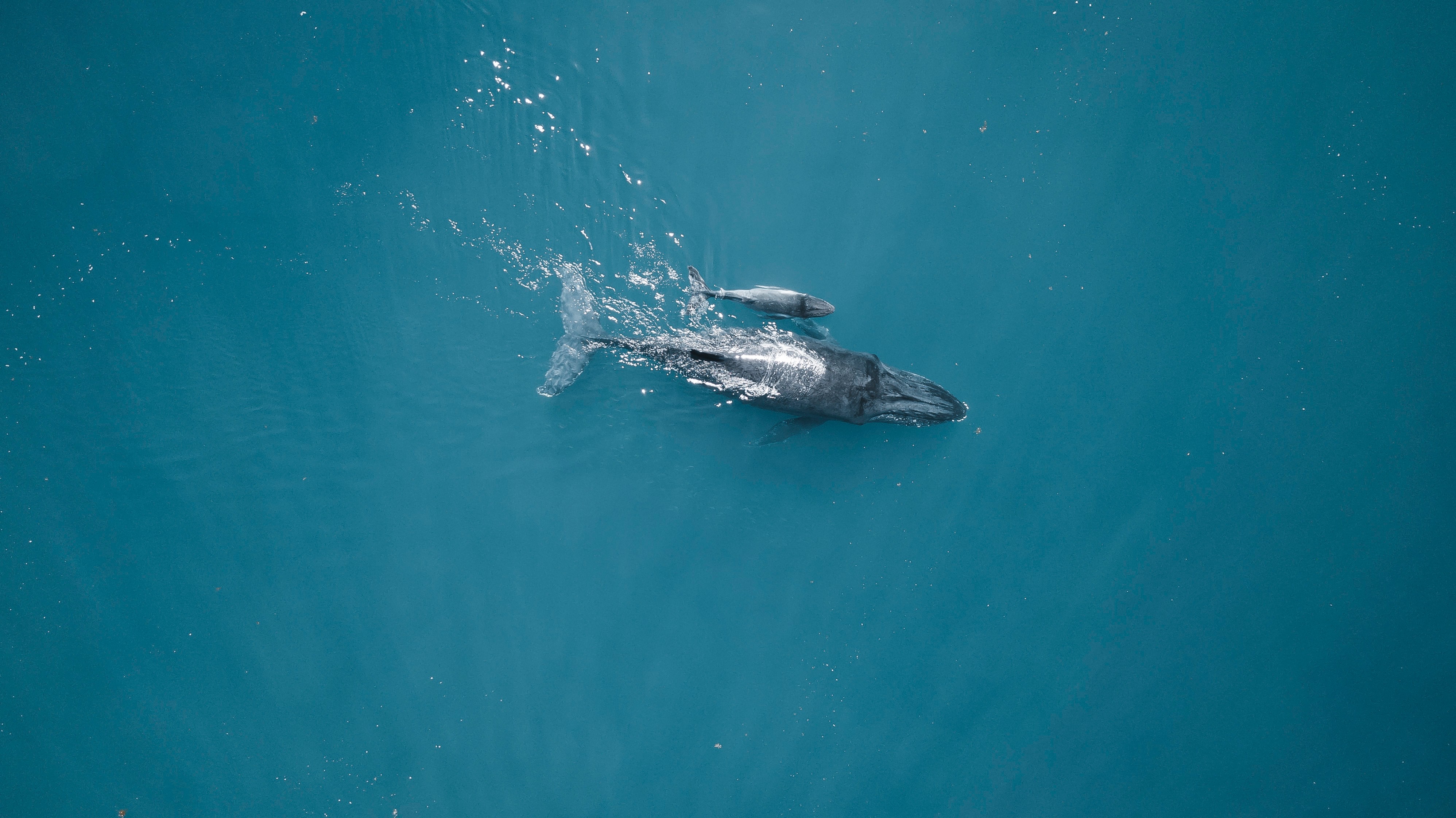 Sunset Whale Watching 