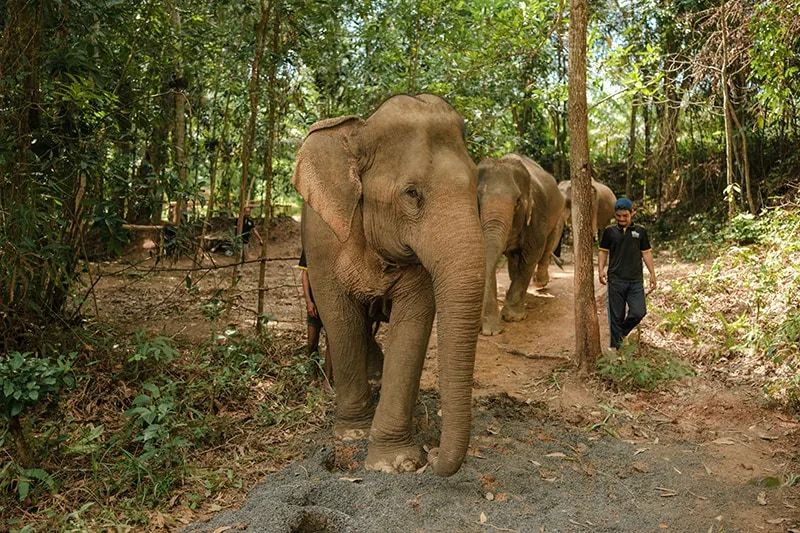 Love Elephant Sanctuary Experience in Krabi