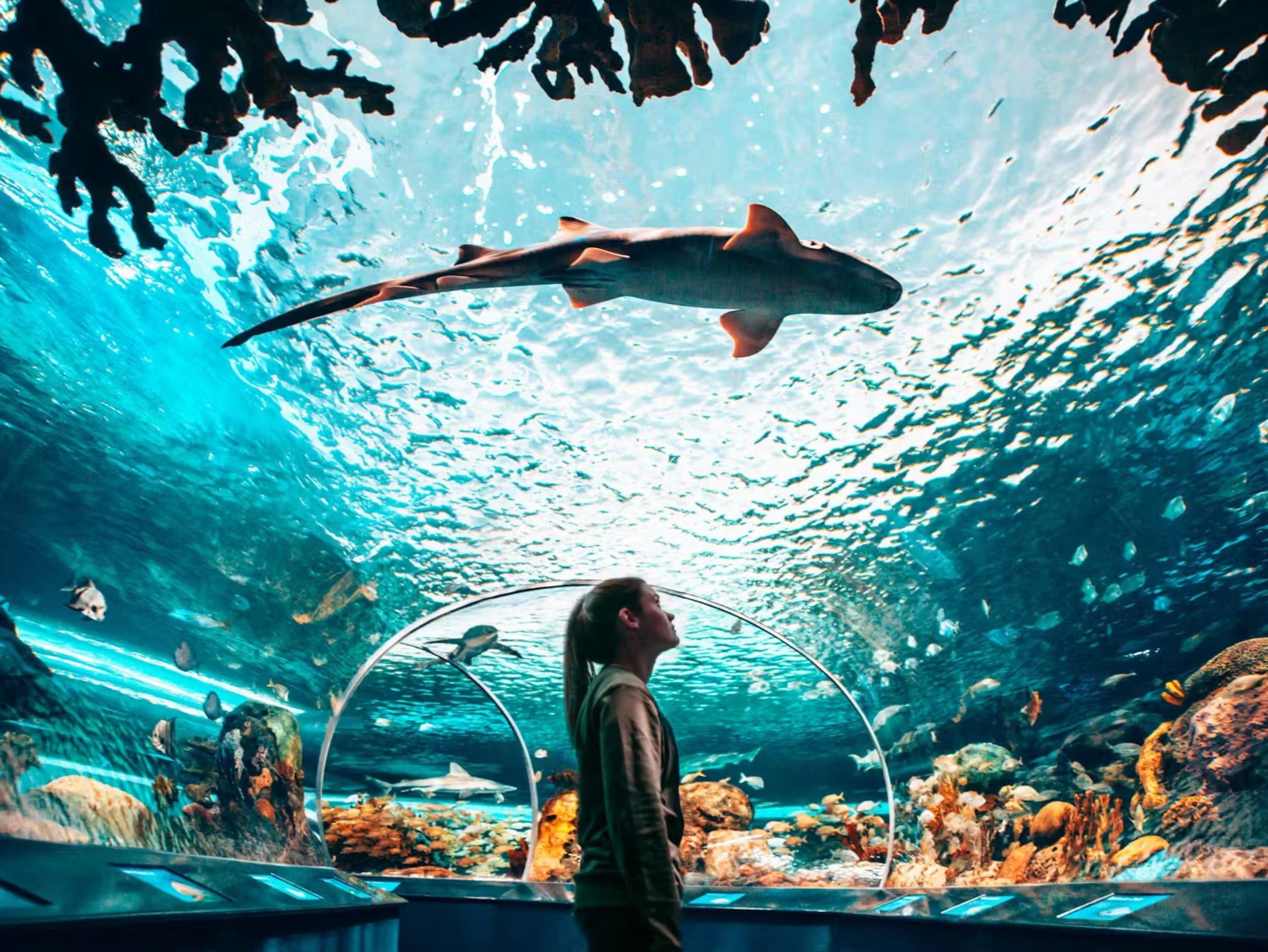 Ripley's Aquarium of Canada : requins après la tombée de la nuit