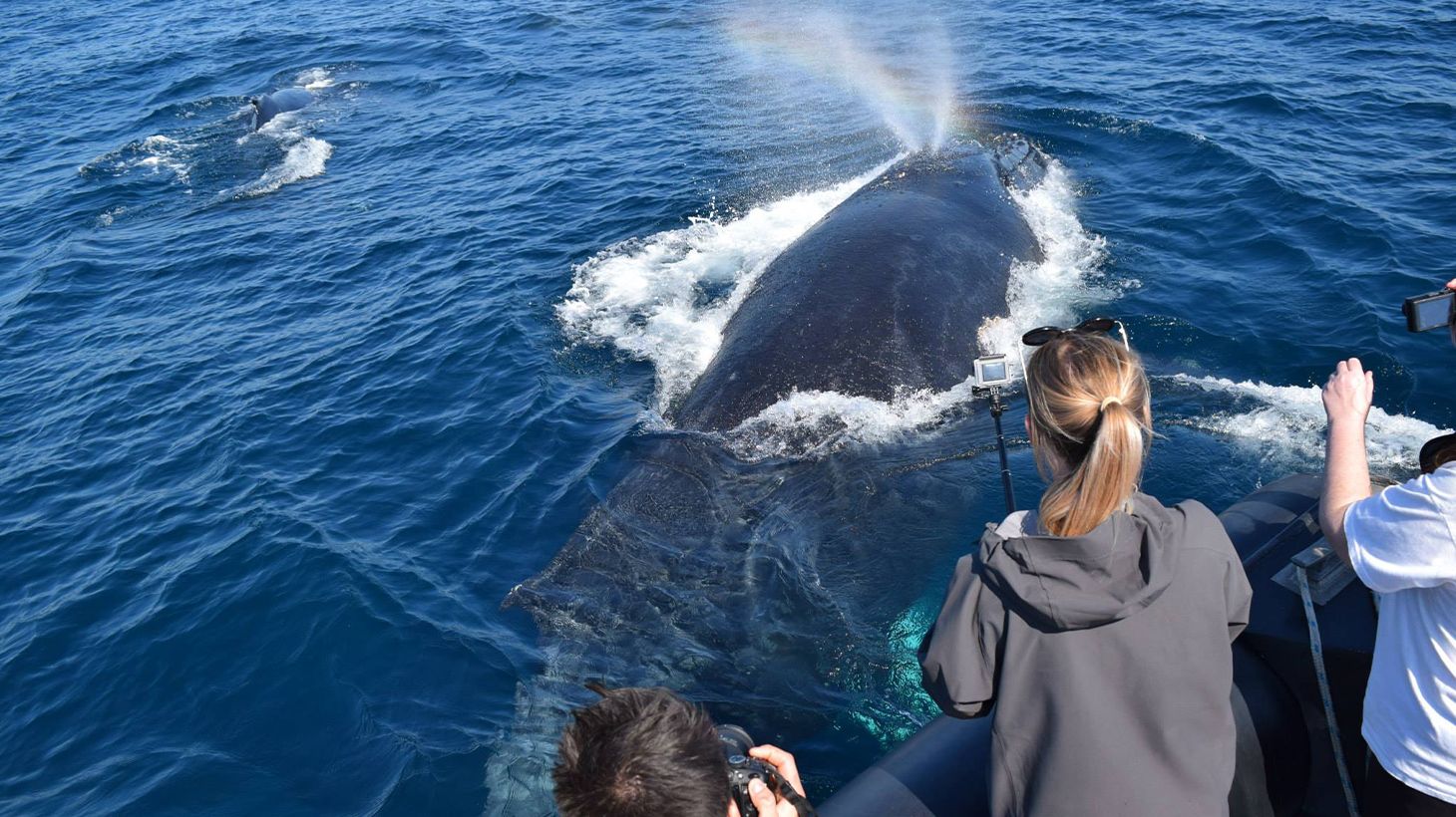 Two-Hour Whale Watching Cruise from Circular Quay 4