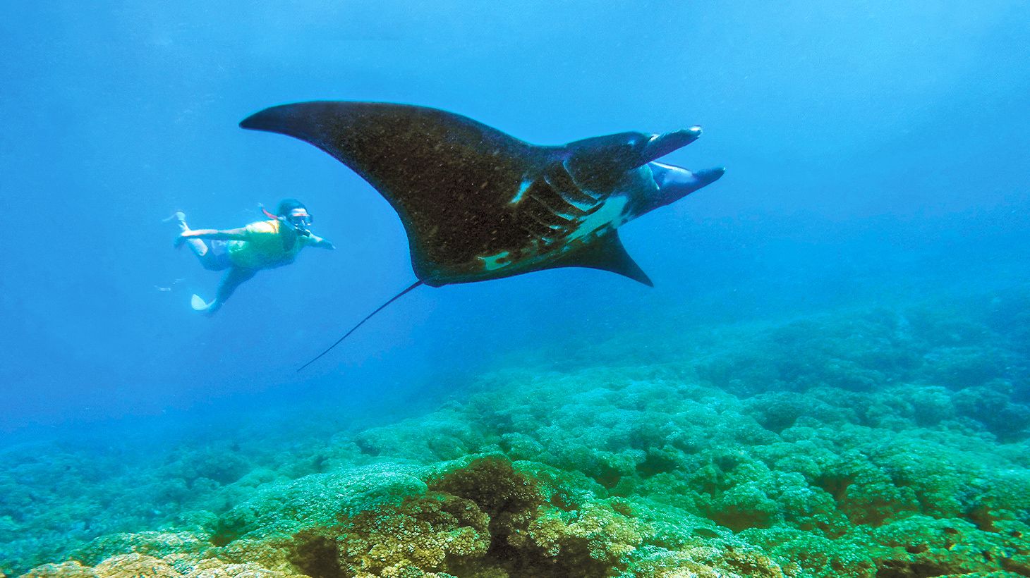 Full-Day Adventure to Manta Ray Experience with Snorkelling, Lunch & Transfers