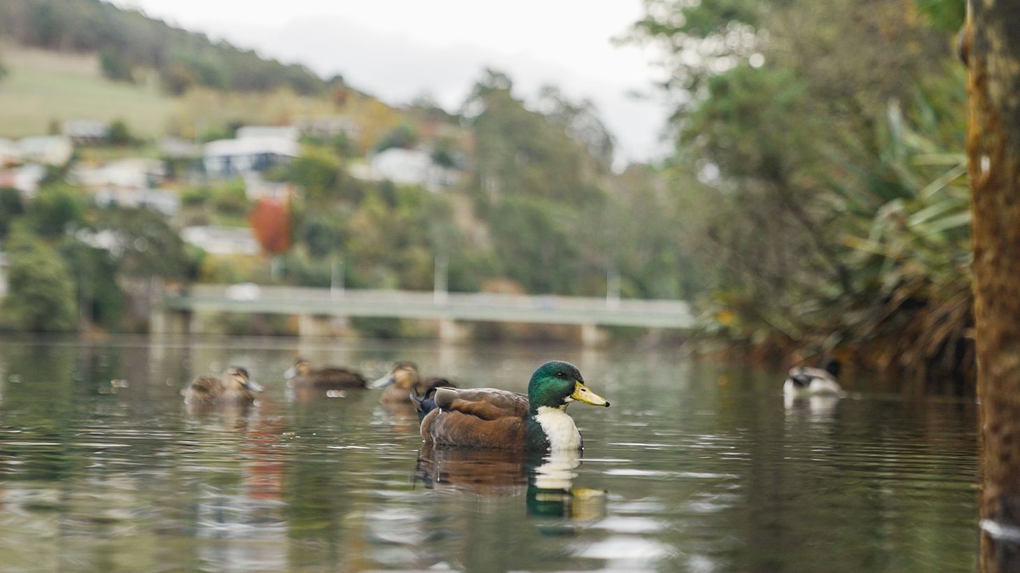 Full-Day Huon Valley Tour with Picnic Lunch, Cider & Gin Tastings 6