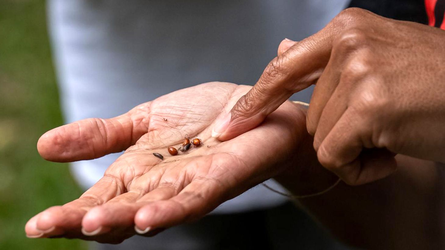 90-Minute Cape Byron Aboriginal Culture Guided Walking Tour with Bush Tucker Tasting 2