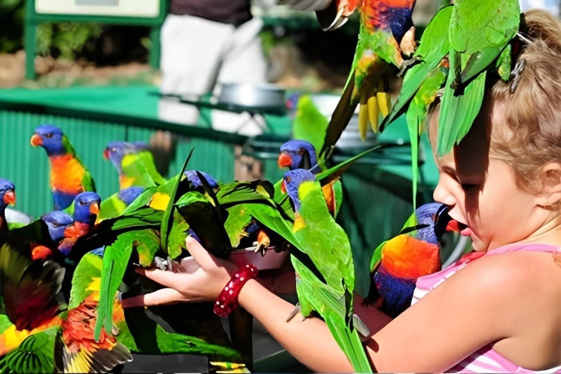 Gold Coast Currumbin Sanctuary & Tweed River Full-Day Tour 3