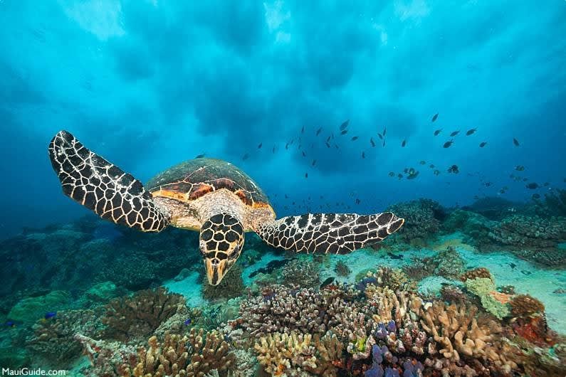 West Maui Snorkeling Experience in Hawaii