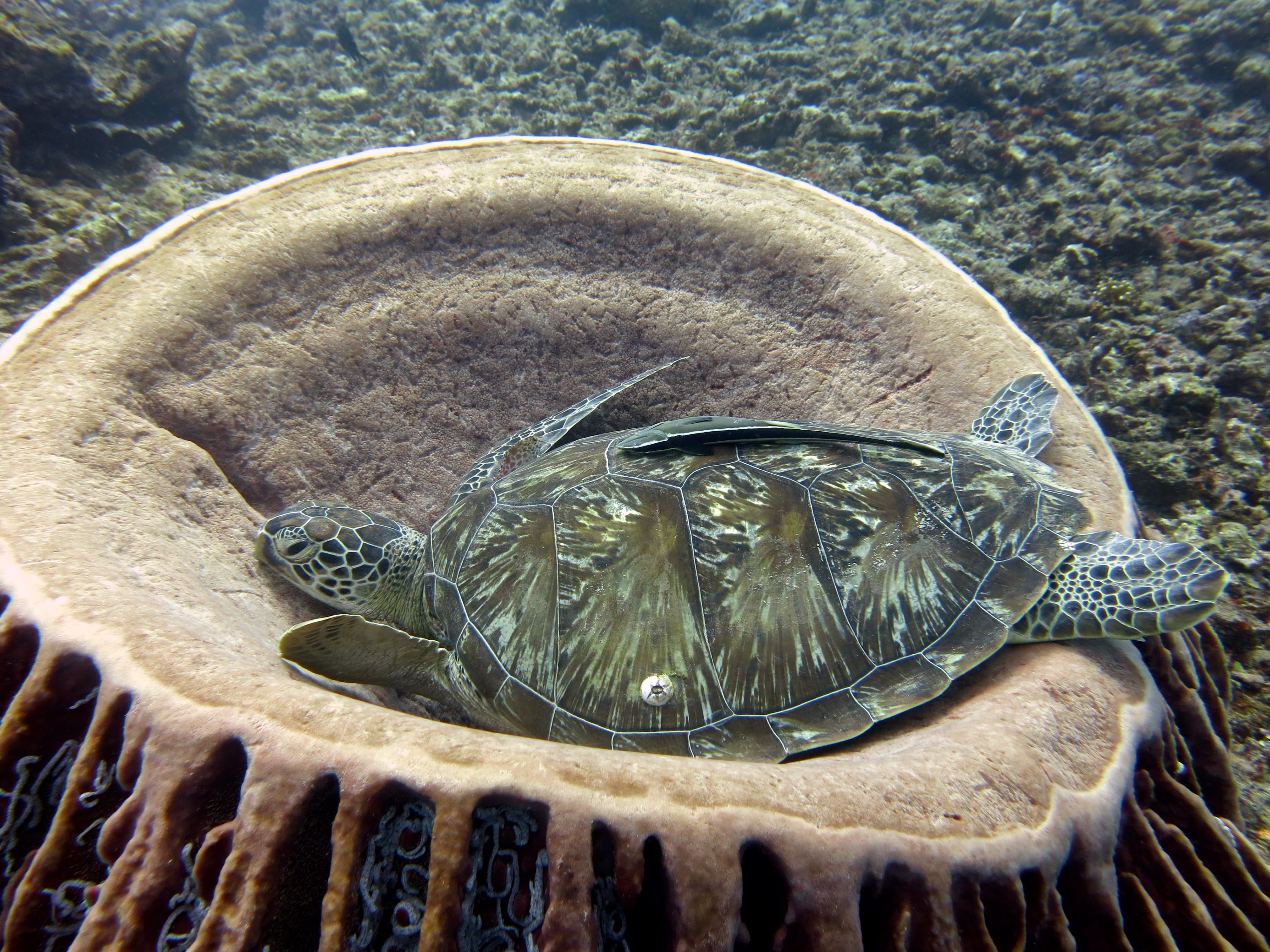 Gili Islands Full Day Diving with PADI 5* Dive Center 3