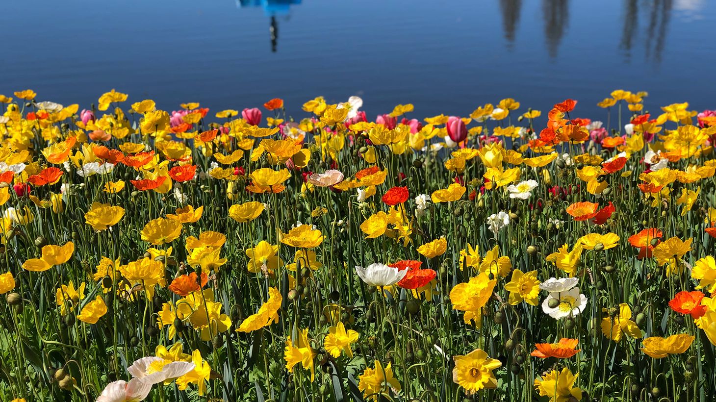 Full-Day Floriade Festival Small Group Tour with Tulip Top Gardens Visit & Pick-Up 4