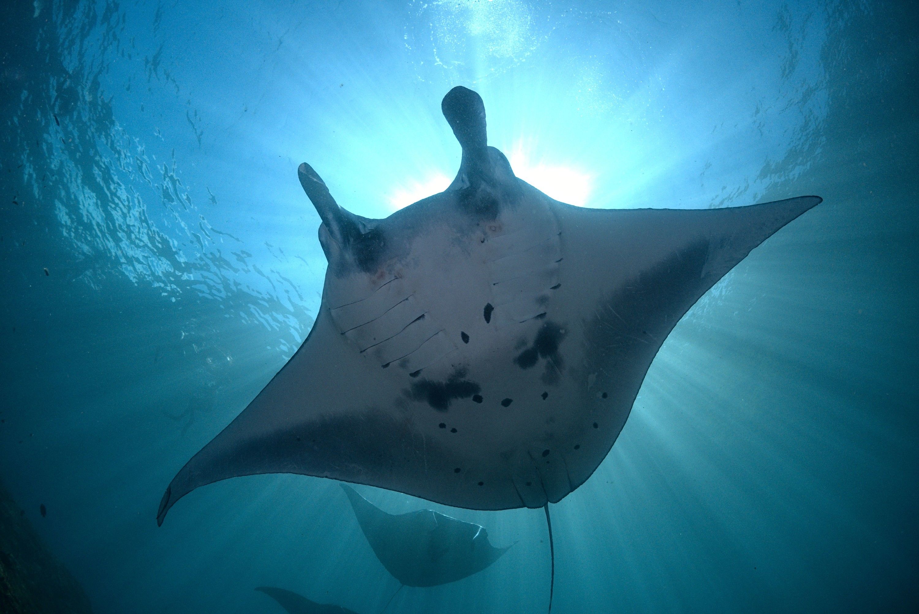 Fun Diving Experience in Nusa Penida with Karma Diving 1