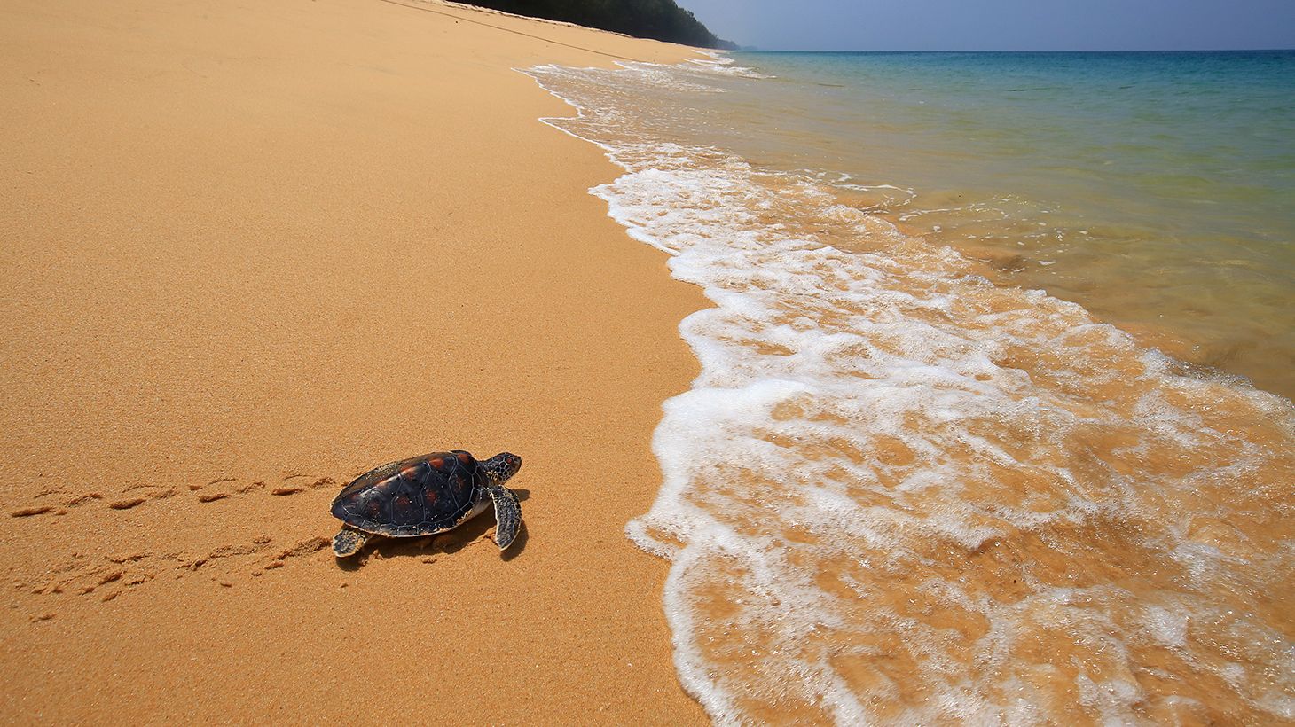 Full-Day Highlights Tour & Turtle Sanctuary Visit with Lunch & Return Hotel Transfers 5