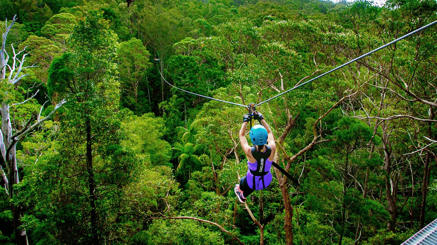 Thrilling Three-Hour Canyon Flyer Guided Zipline Adventure at Thunderbird Park in Mount Tamborine