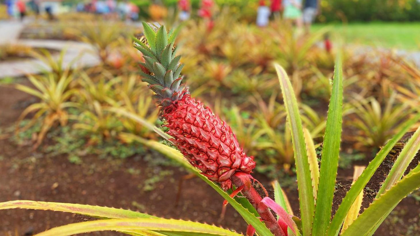 Full-Day Outdoor Tour with Guided Diamond Head Hike, North Shore Visit & Roundtrip Hotel Transfers 6