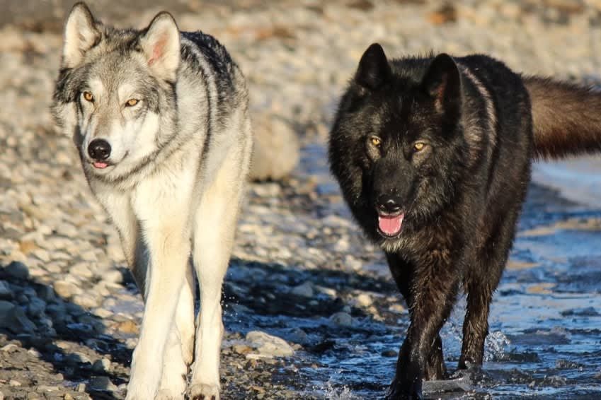 Yamnuska Wolfdog Sanctuary Admission and Tour