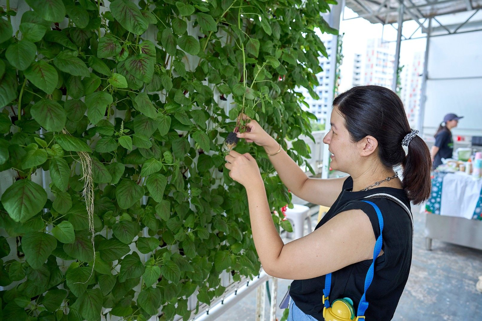 Rooftop Farming Experience in Singapore
