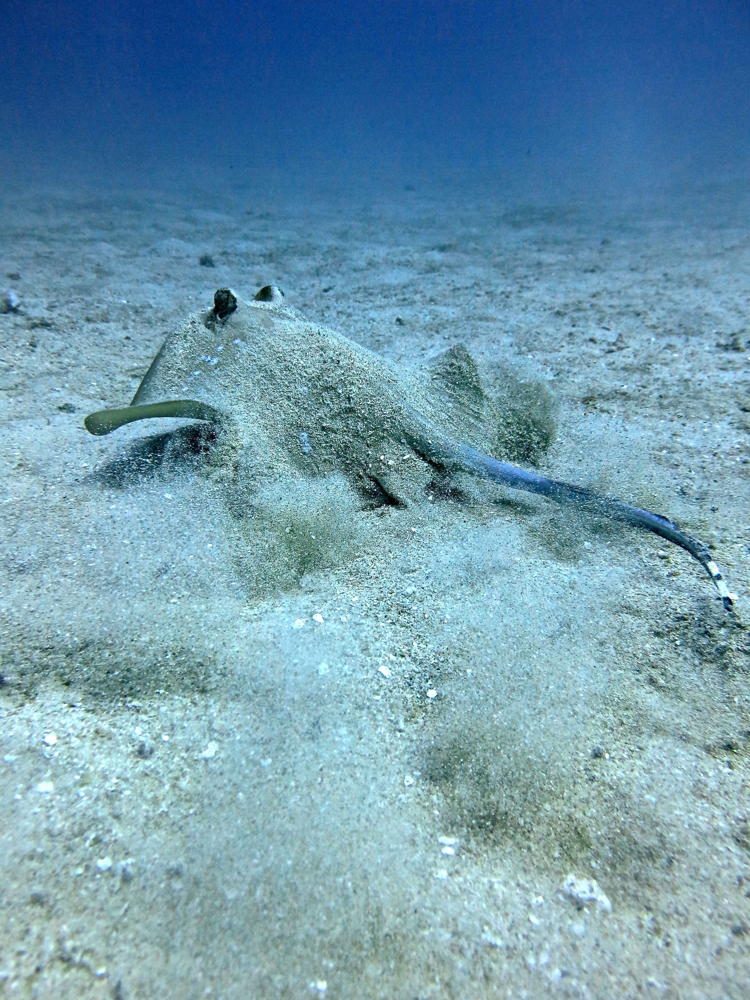 Gili Islands Full Day Diving with PADI 5* Dive Center 6
