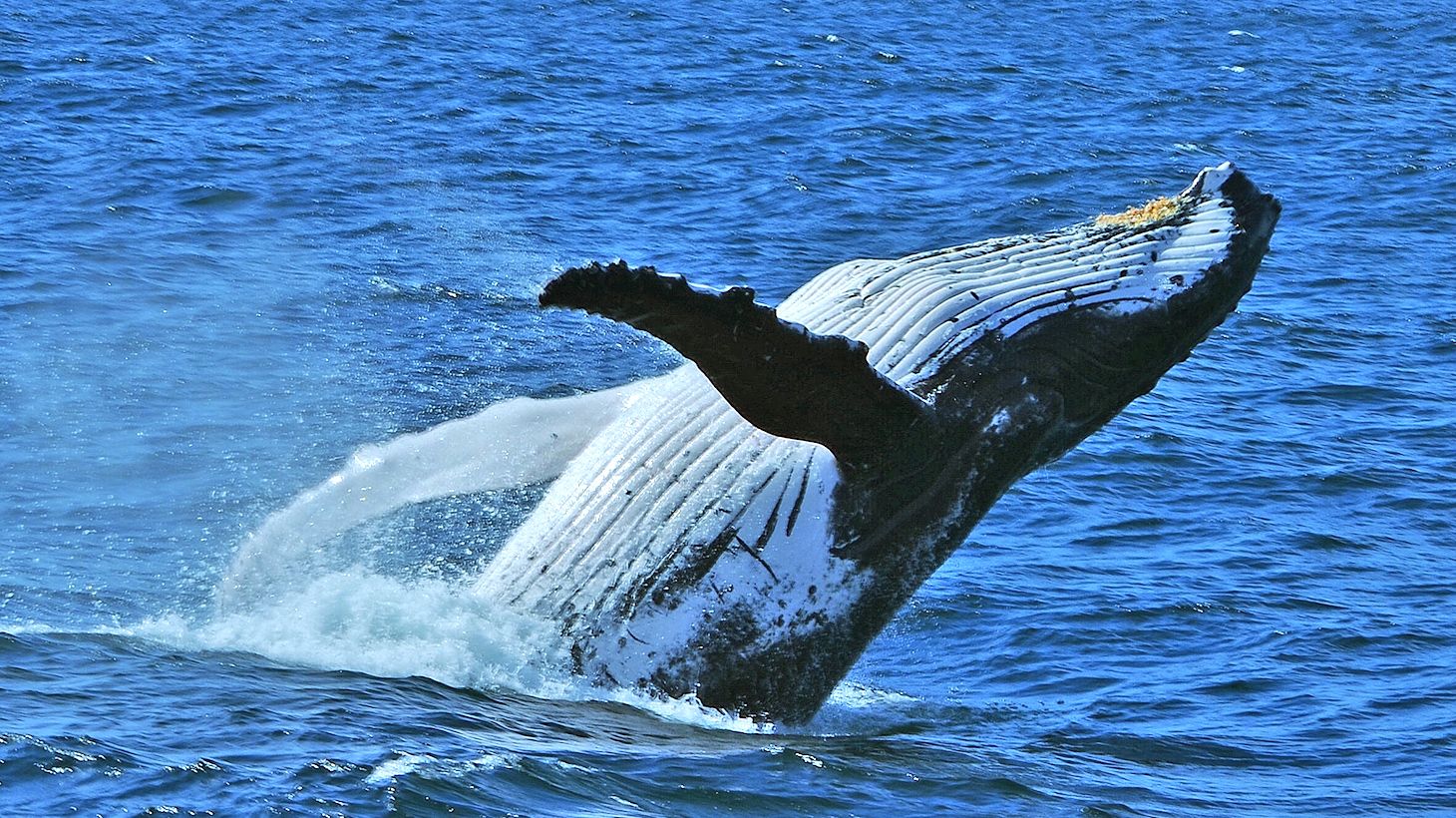 Thrilling Half-Day Premium Whale Watching Adventure with Guaranteed Window Table, Picnic Lunchbox & Return Transfers to Brisbane