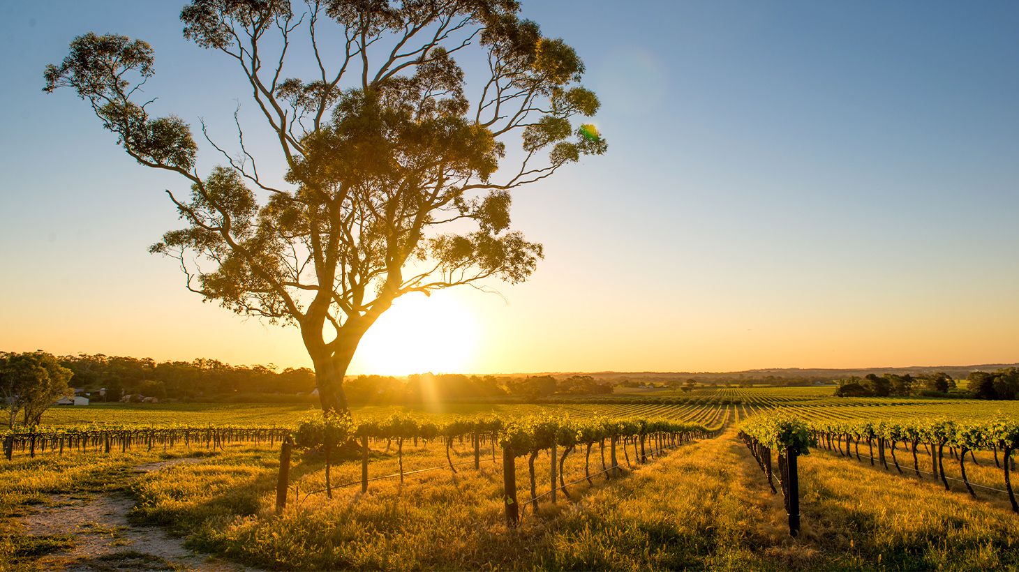 Full-Day Private Barossa Valley Wine Tour with Tastings, Lunch & Return Transfers for Up to Eight People 1