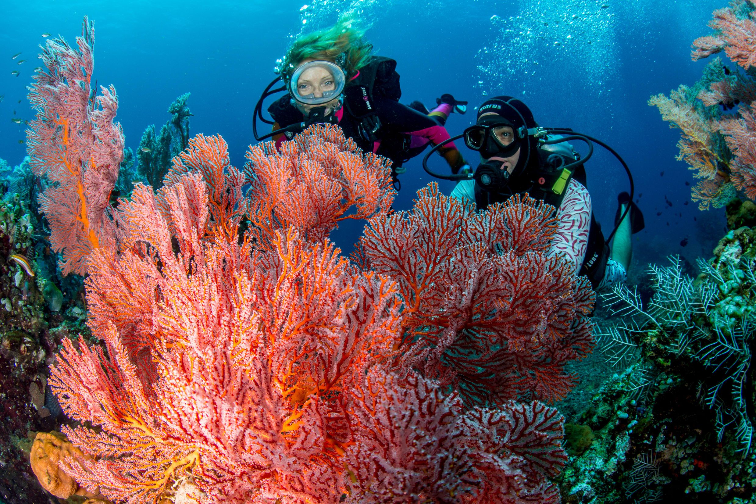 Discover Menjangan Island: 2 Memorable Boat Dives with PADI Center