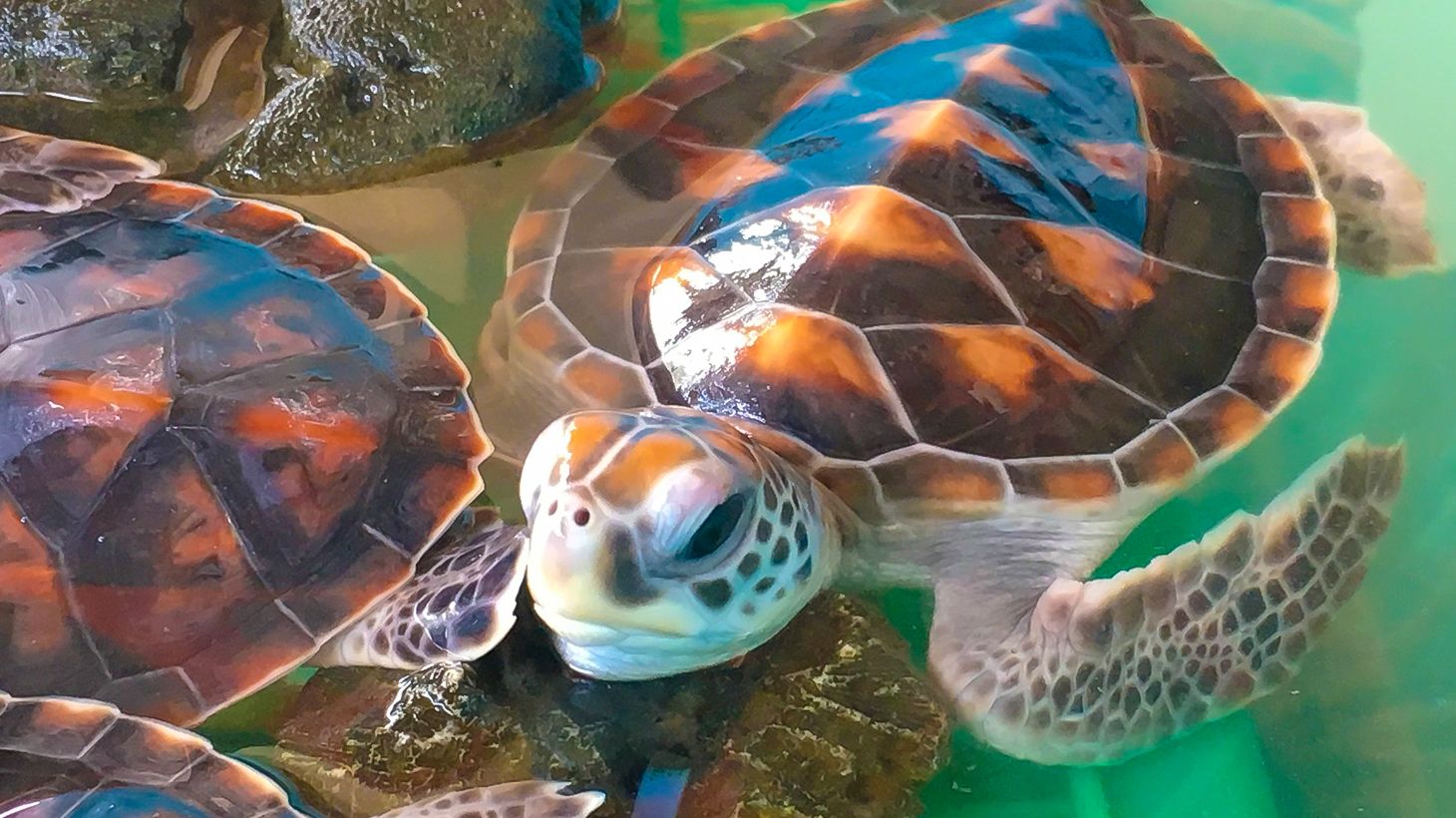 Full-Day Highlights Tour & Turtle Sanctuary Visit with Lunch & Return Hotel Transfers 6