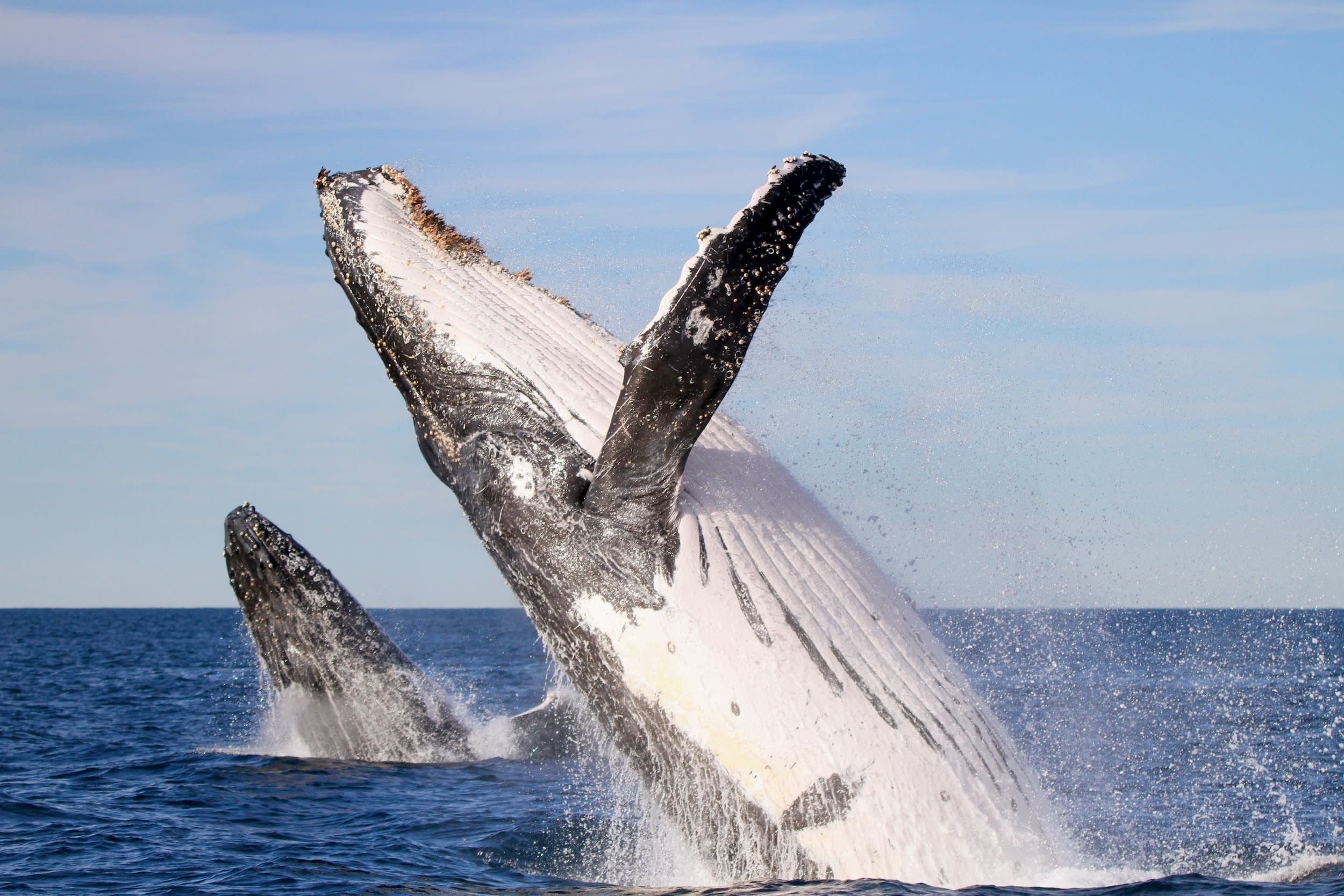 Newcastle Whale Watching Cruise