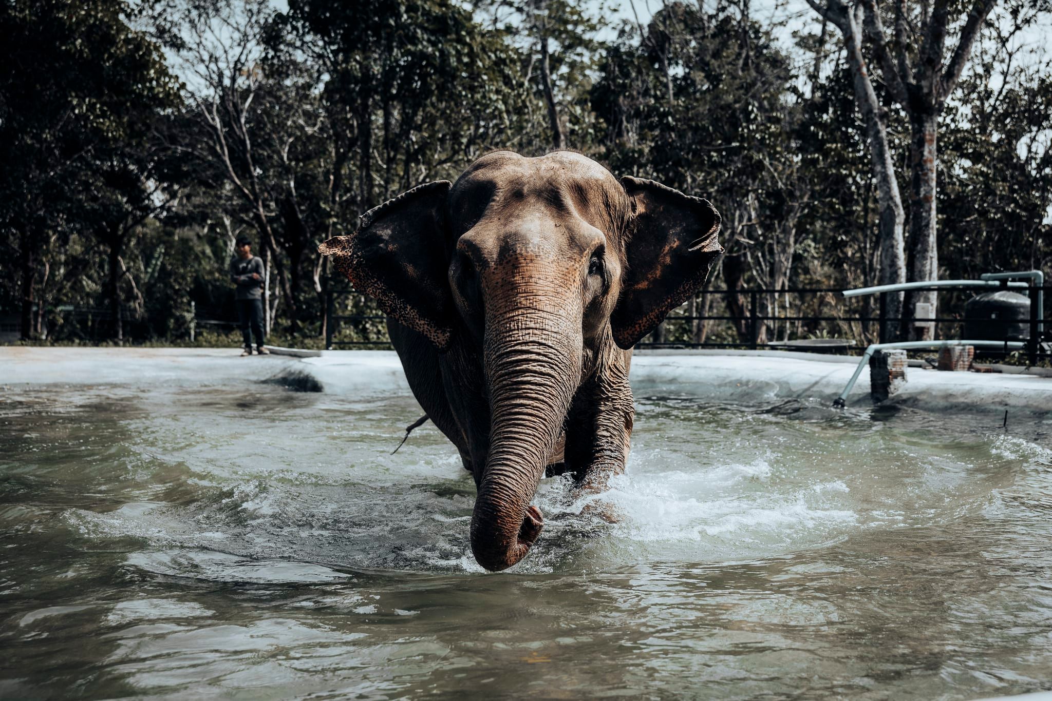 Phuket Elephant Nature Reserve Experience