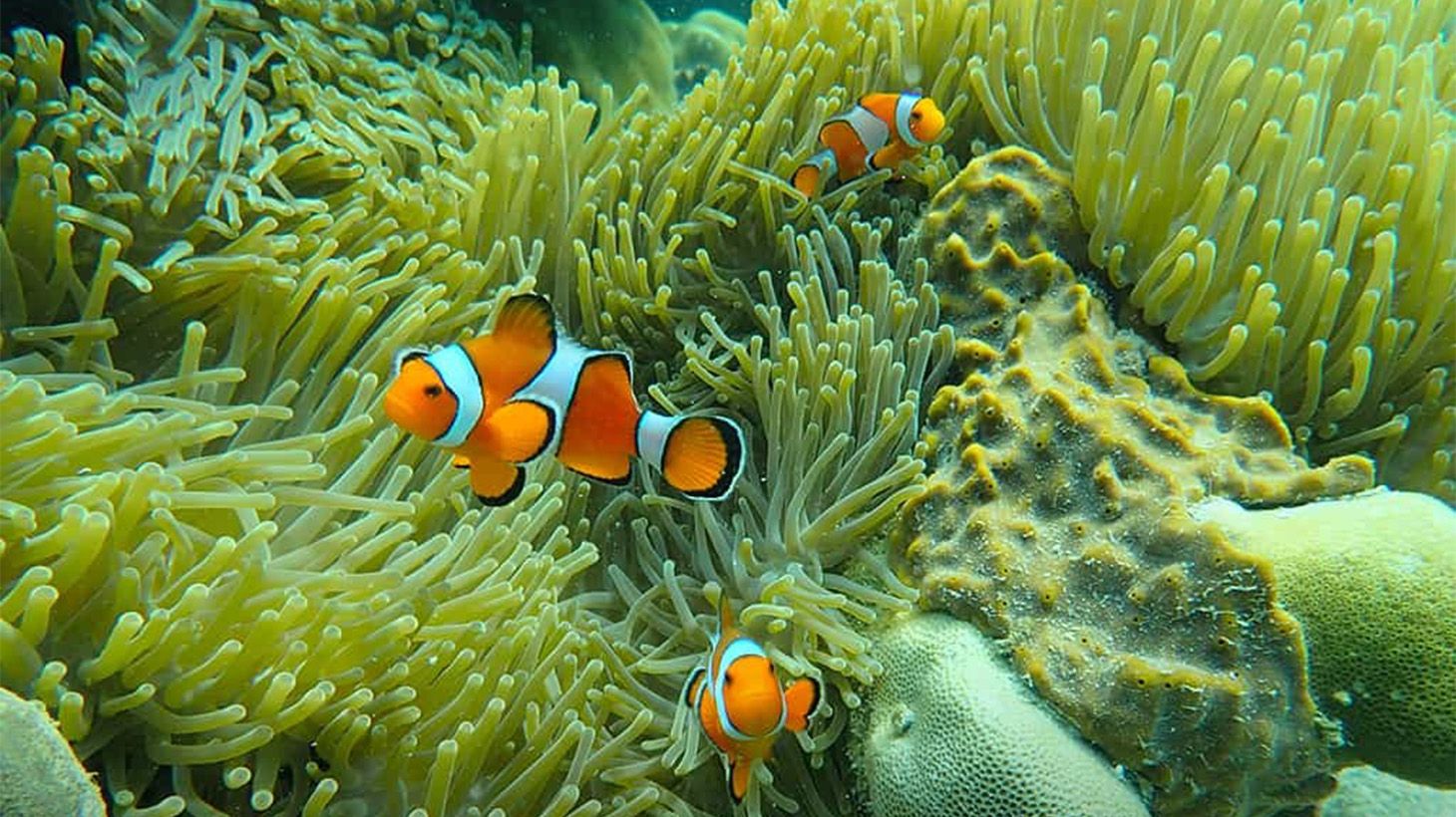 Khao Lak: Full-Day Phi Phi & Bamboo Islands Speedboat Tour with Lunch & Return Transfers 6