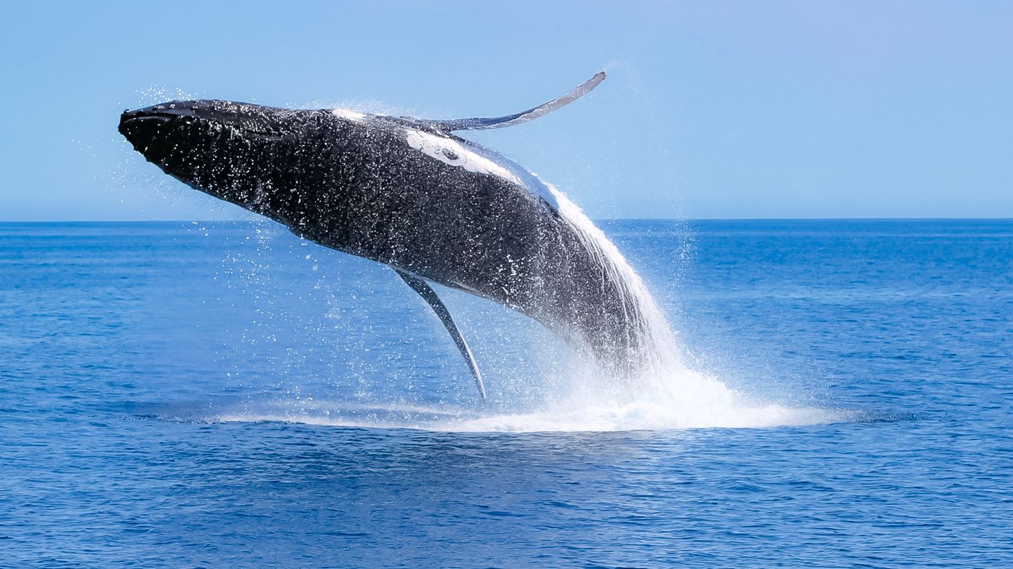 Spectacular Two-Hour Whale-Watching Eco Tour in Dunsborough