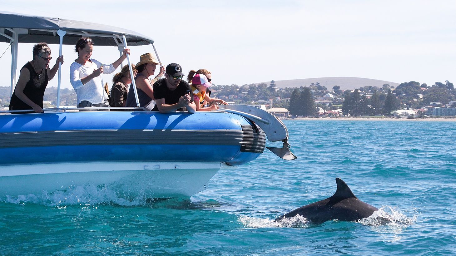 45-Minute Seal Island Boat Tour Departing from Granite Island Causeway