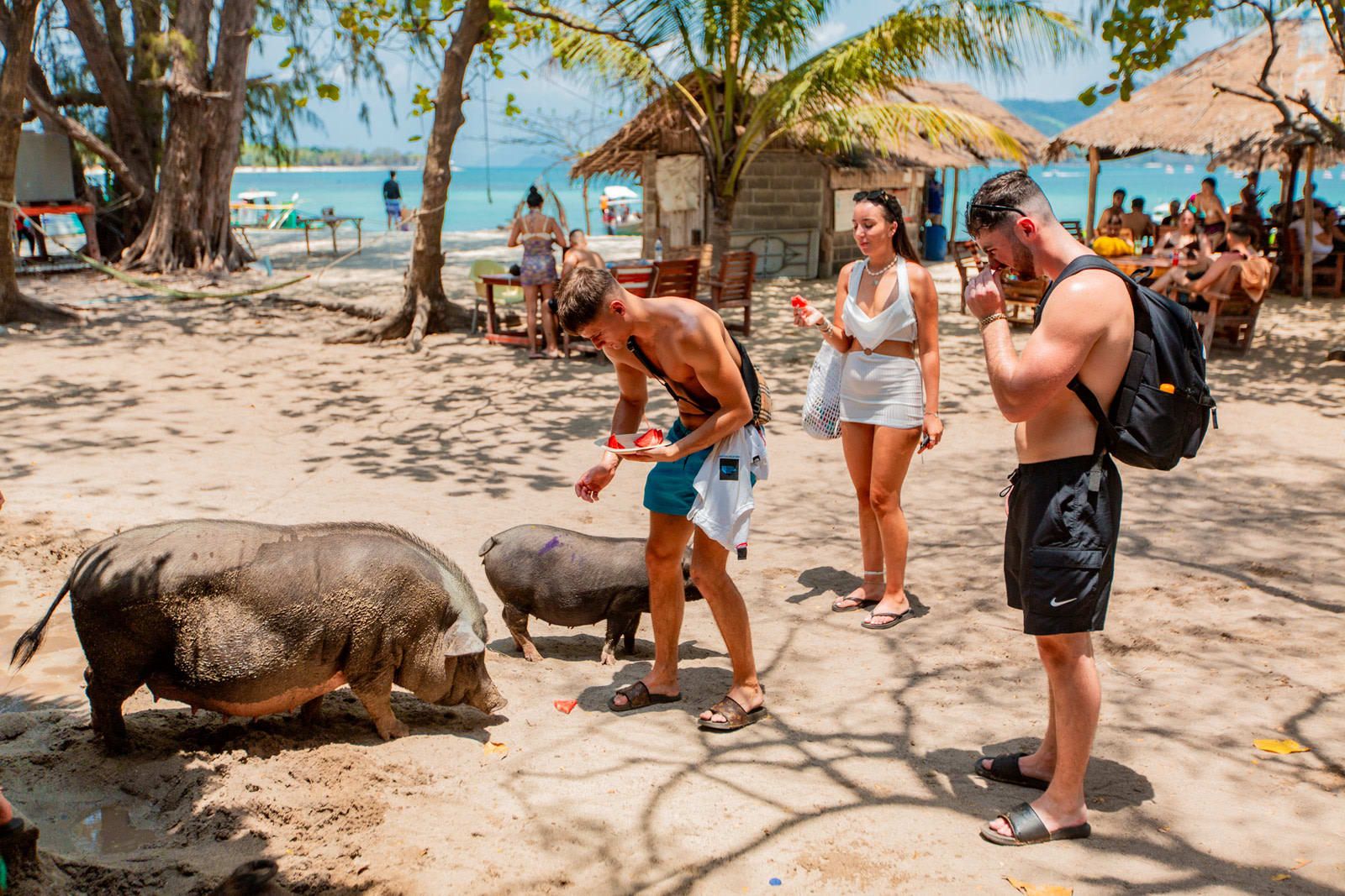 Koh Tan and Pig Island Half-Day Tour by Speed Catamaran