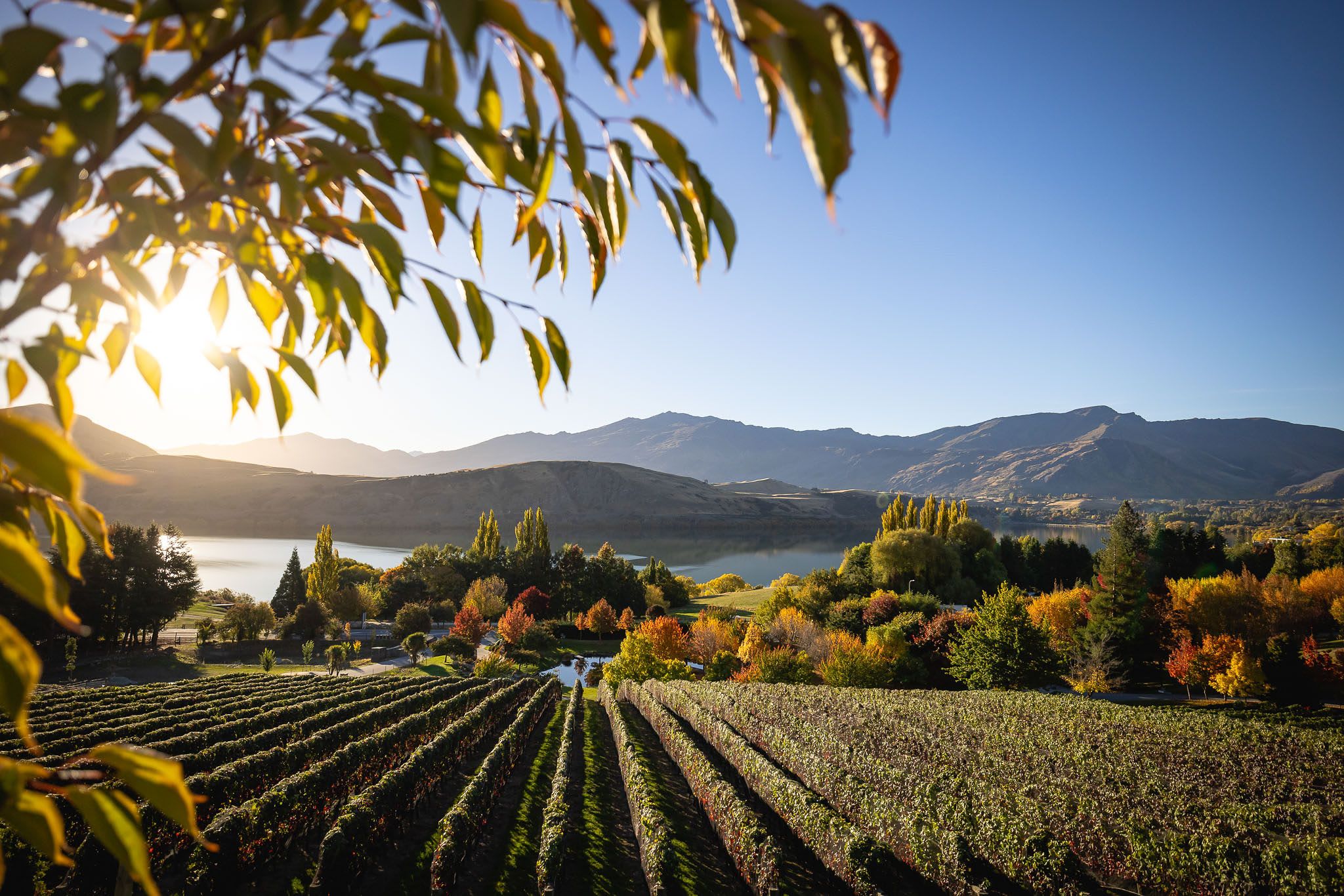 Halbtagestour ab Queenstown nach Arrowtown, Ayrburn und zu einem Weingut