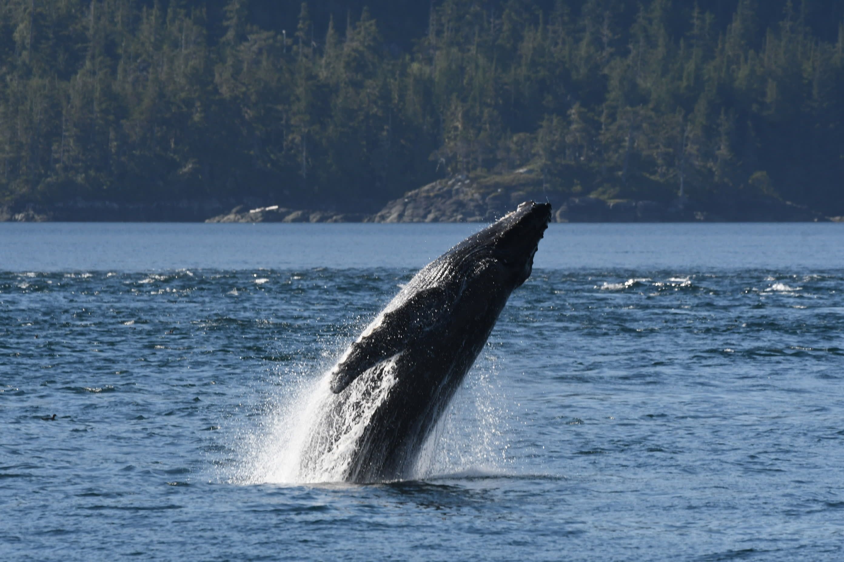 Zodiac Telegraph Cove Whale Watching in Vancouver Island