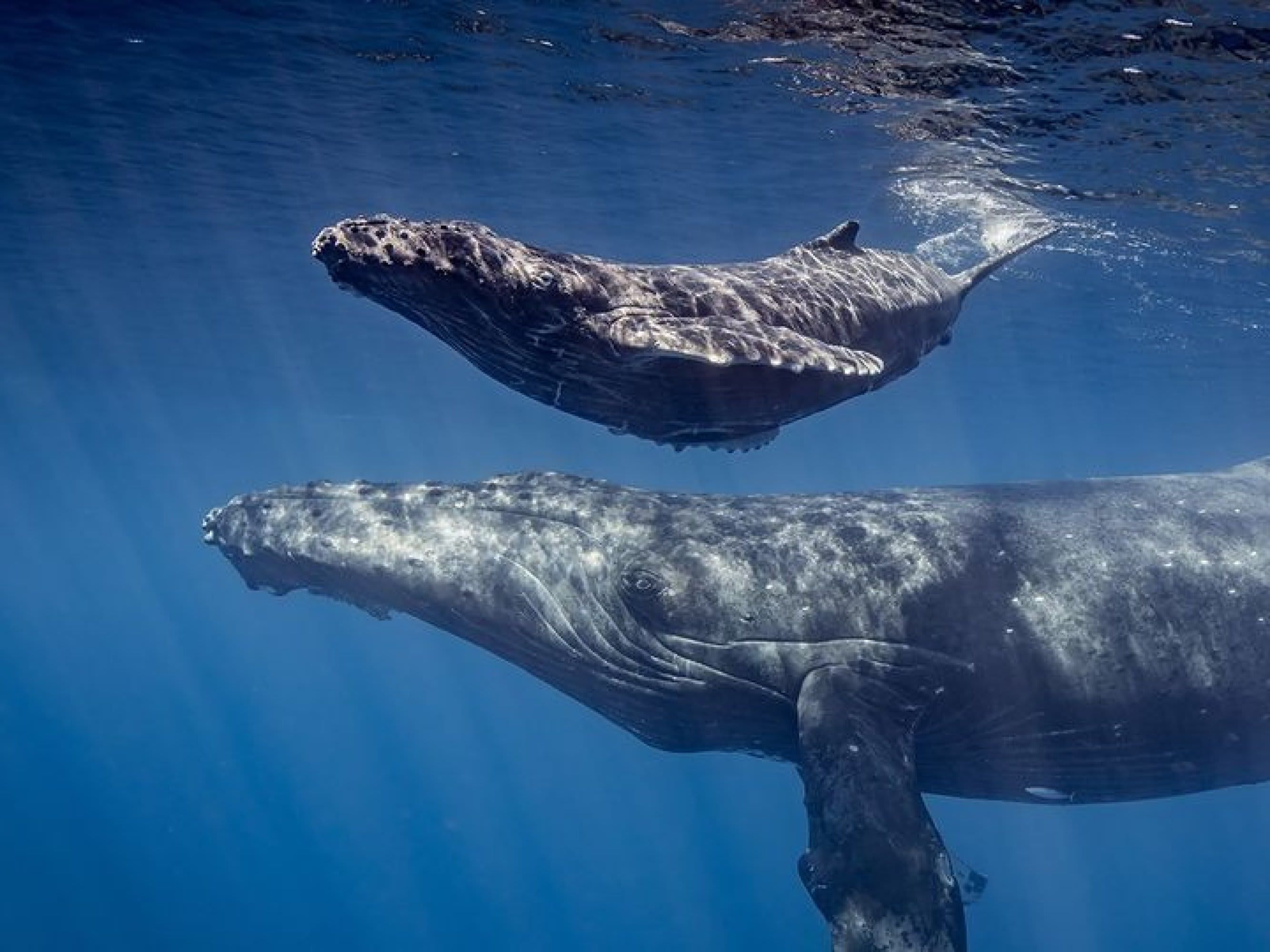 Oahu: Waikiki Whale Watching Tour