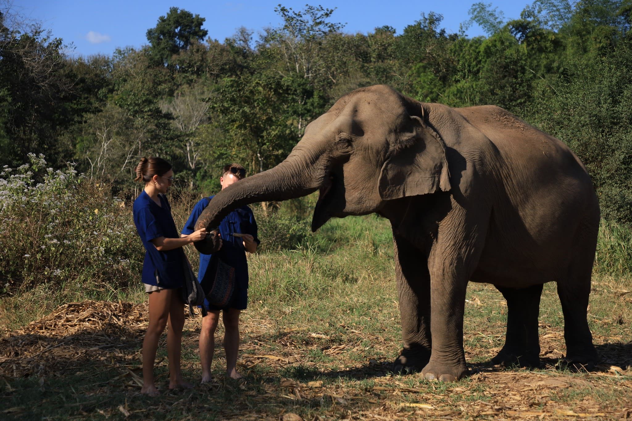 Chiangmai: Living Green Elephant Sanctuary