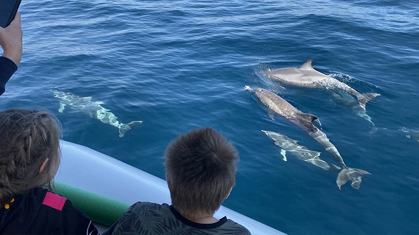 Caca-niquel Wild Dolphin