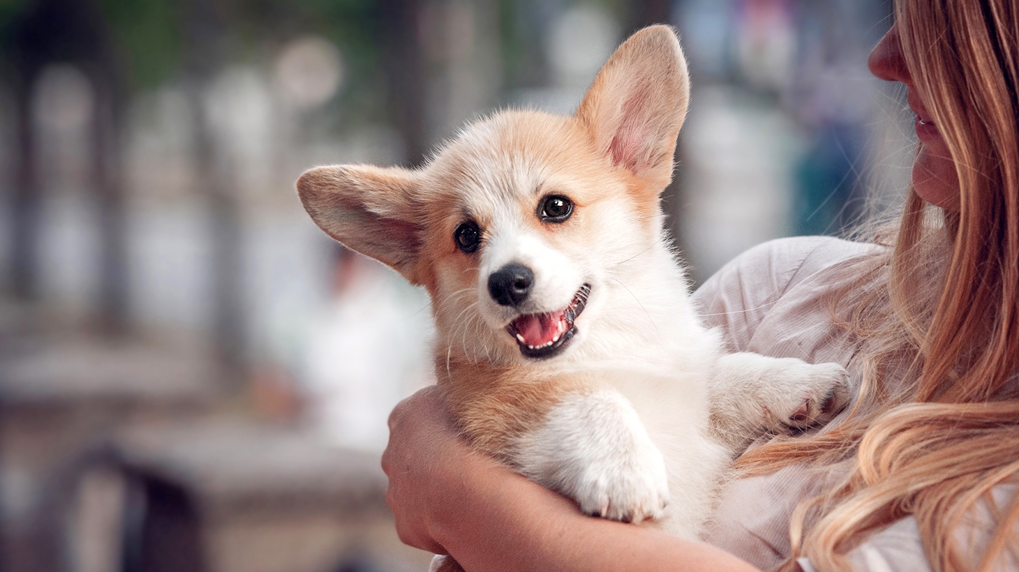 full-day-of-doggy-daycare-in-milton-including-a-bath-scoopon