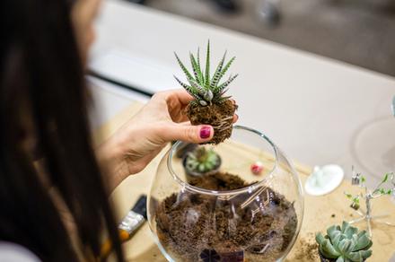 Get Zen with a Creative Indoor Mini Gardens Online Course