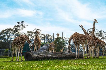 Sydney: Annual Pass with One Year Unlimited Visits to Featherdale Sydney Wildlife Parks & Choice of Hunter Valley or Mogo