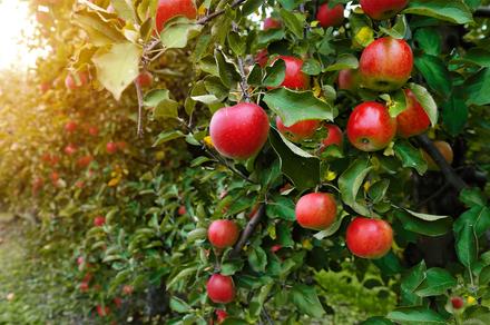 Sydney: Apple & Persimmon Picking Tour in Bilpin with Cider Tastings & Return Transfers