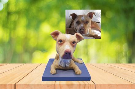 Create a Customised Bobblehead Doll for Your Pet Dog or Cat