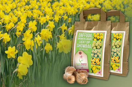 Flash Sale! Daffodil Growers Grade Showbag - Pack of 60