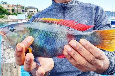 Sydney: Three-Hour Onshore Fishing Experience with Equipment