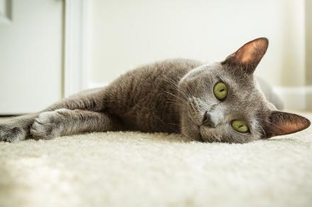 Professional Carpet Cleaning Service - Wellington or Kapiti