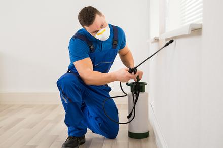 Choice of Three Pest Control Treatments for the Home