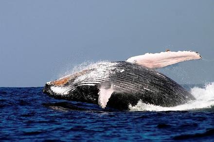Sydney: Four-Hour Luxury Whale Watching Harbour Cruise with Buffet BBQ Lunch & Drinks Package